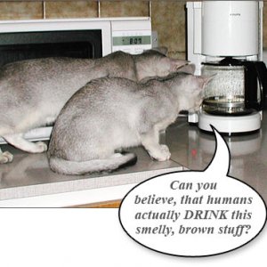 my talking cat 012
