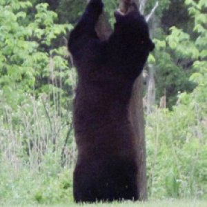 bear