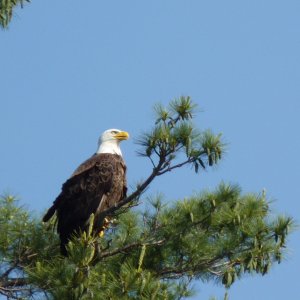 YLEagles
