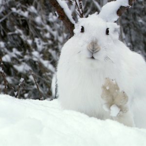 bunnysnow