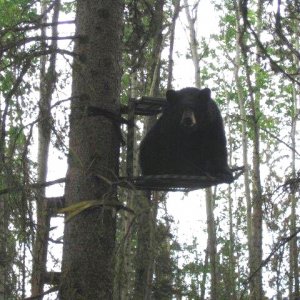 BearStand