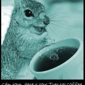 squirrel tuesday