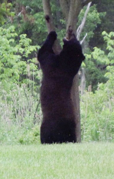 bear