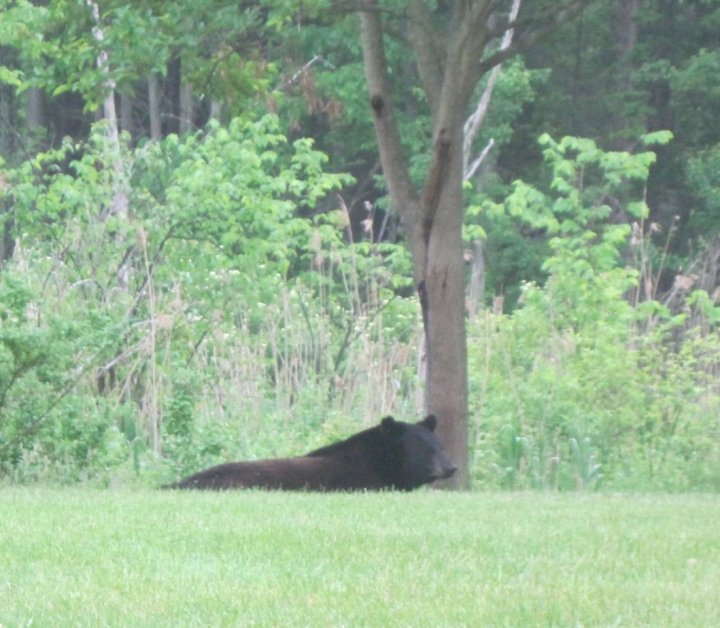 bear4