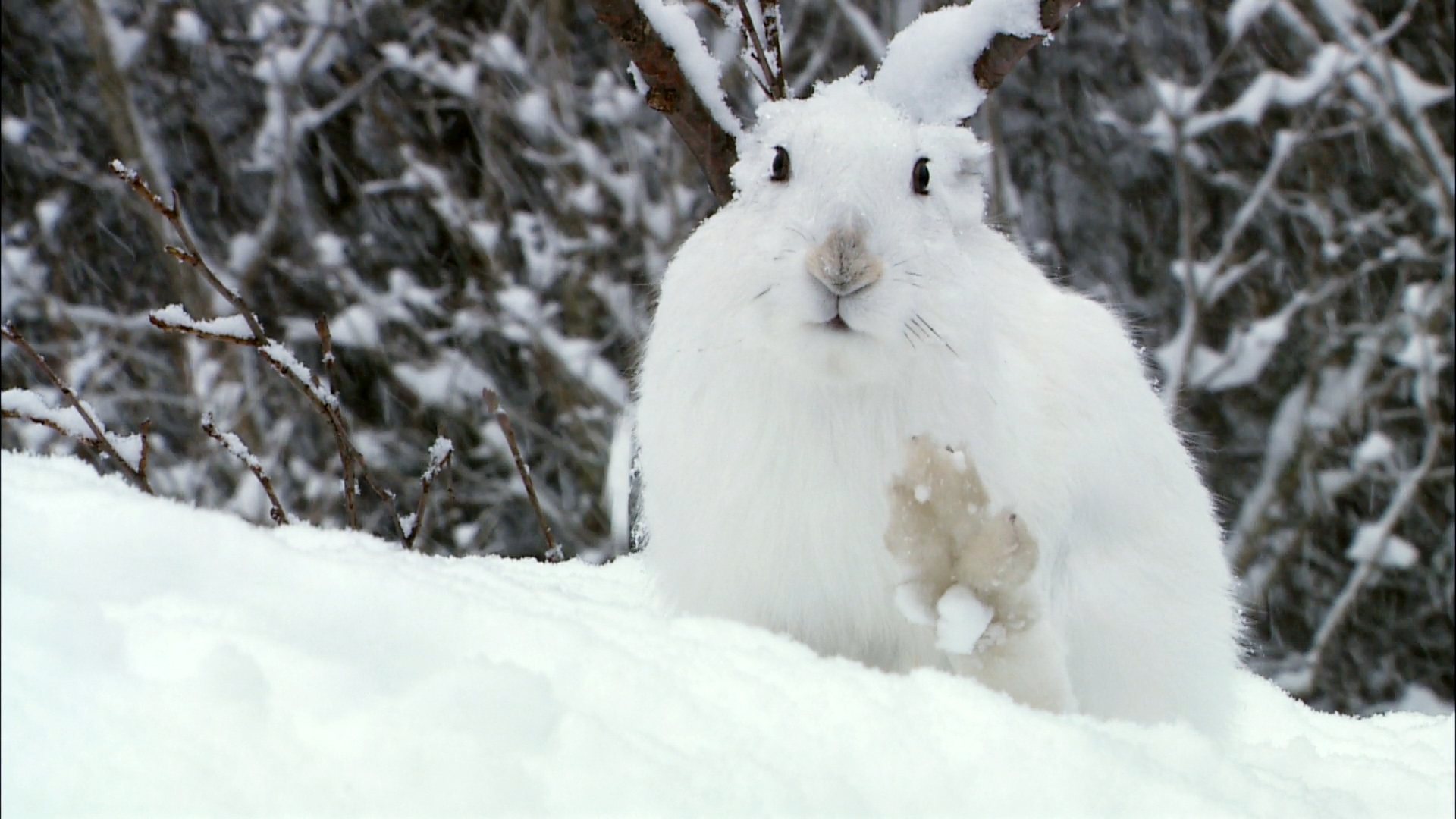 bunnysnow