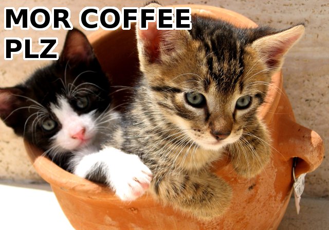 coffee kittens