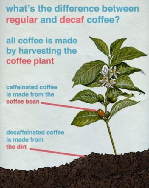 difference between regular and decaf1
