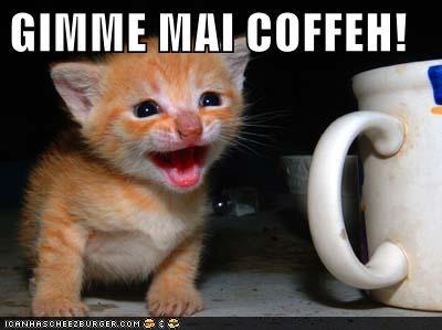 funny pictures kitten wants coffee