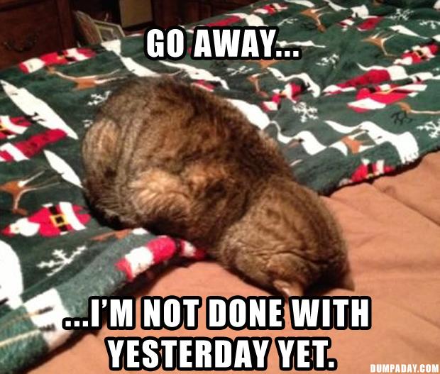 monday morning cat