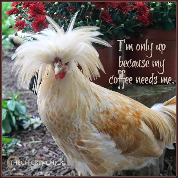 rooster