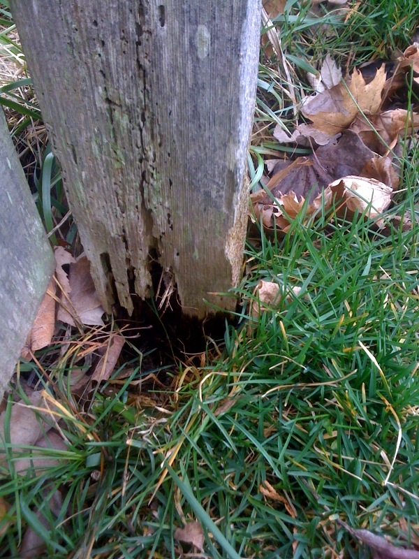 Rotted-Posts.JPG