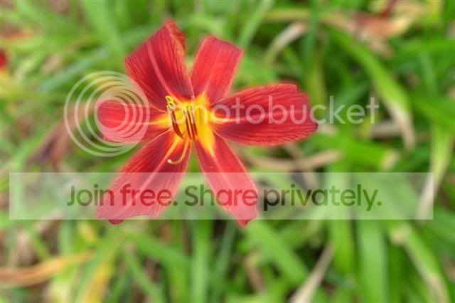 SDC18351unfocusMediumtry2.jpg