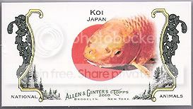 koi.jpg