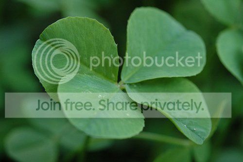 4leaf12.jpg