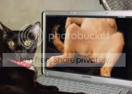 computercat.jpg