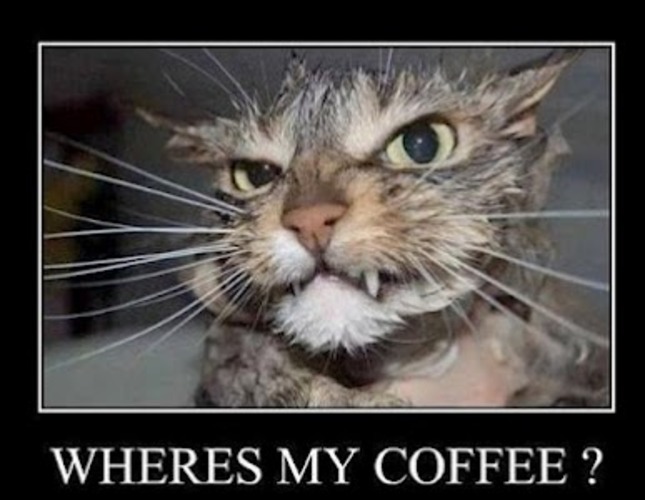 funny+coffee+cat.jpg