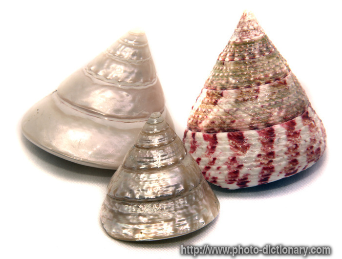 3262mollusk_shell.jpg